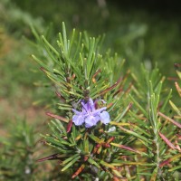 Salvia rosmarinus Spenn.